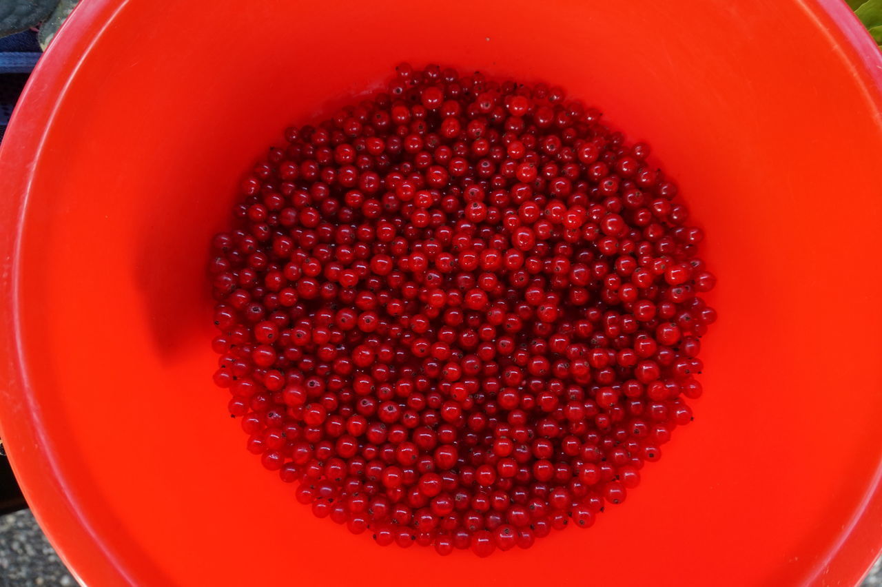 HIGH ANGLE VIEW OF RED BERRIES IN CONTAINER