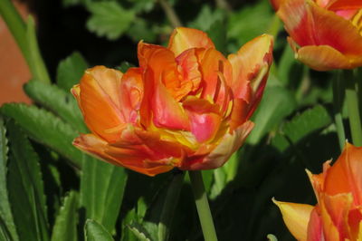 Close-up of orange rose flower