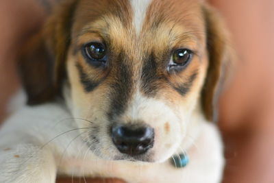 Close-up portrait of dog