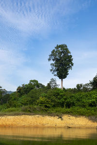 Trees by lake against sky