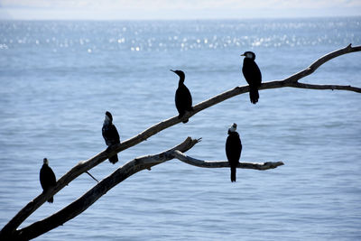 Silhouette birds perching on a sea