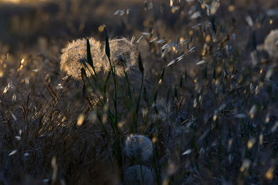 Close-up of wilted flower on field