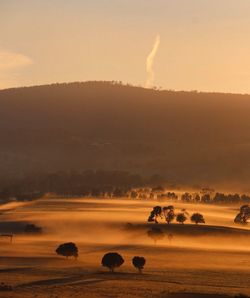 Trees on misty countryside landscape against the sky