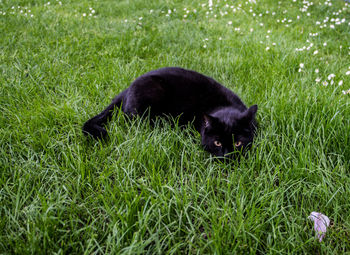 Black dog on grass