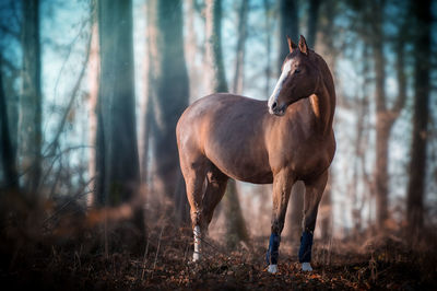 Horse in a forest