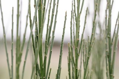 Close-up of fresh grass