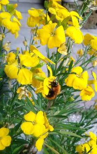 Close-up of honey bee on yellow flowers