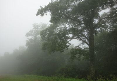 Trees in forest against sky