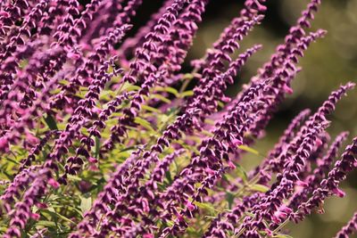 Close-up of purple flowering plant