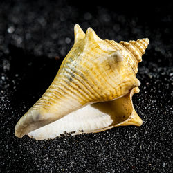 conch