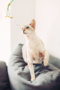 Blue-eyed oriental breed cat. fluffy hairy domestic pet with blue eyes playing hunting at home