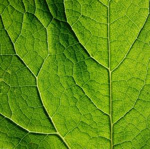 Full frame shot of leaf