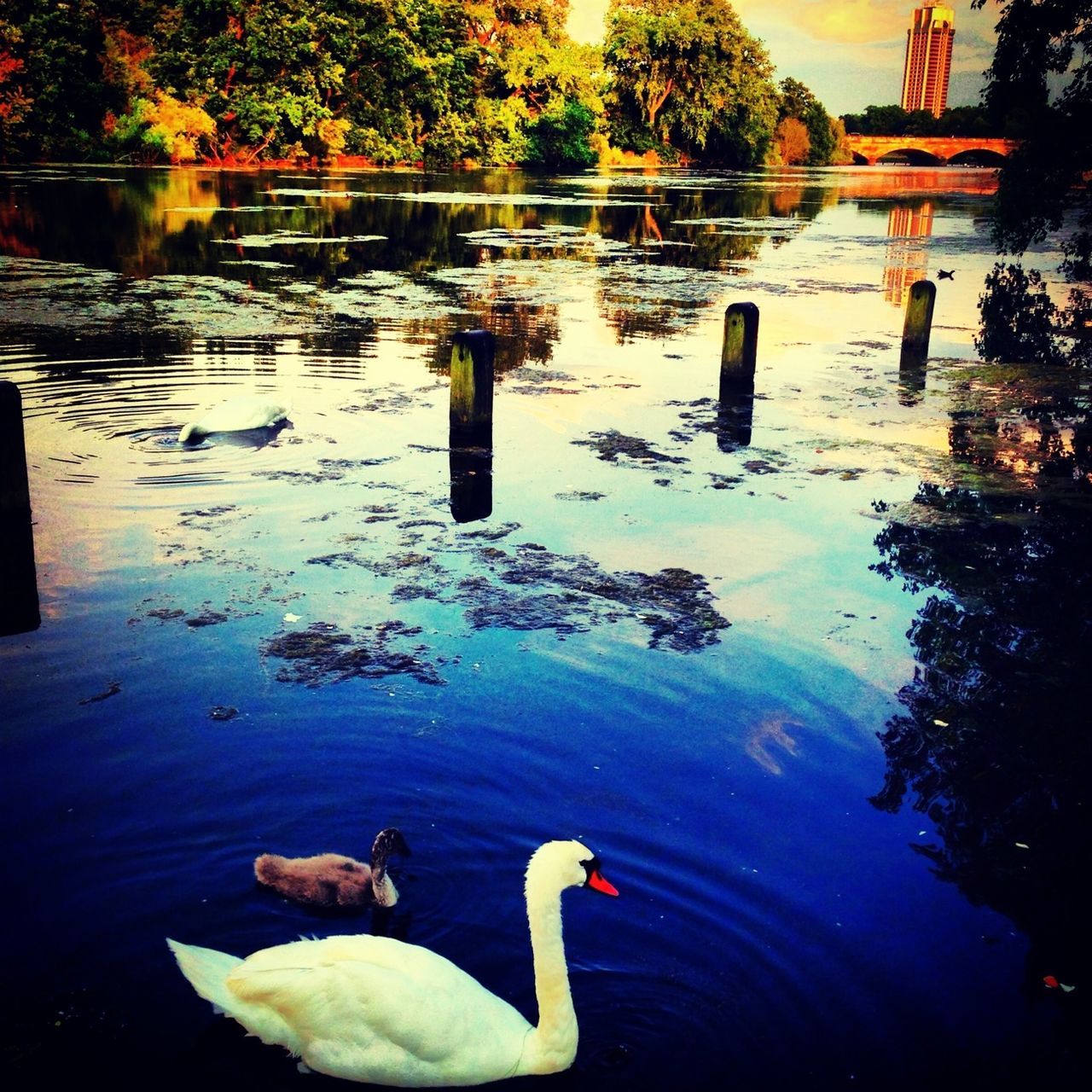 animal themes, bird, water, animals in the wild, wildlife, lake, swan, swimming, reflection, duck, water bird, medium group of animals, two animals, nature, pond, waterfront, floating on water, zoology, outdoors, togetherness