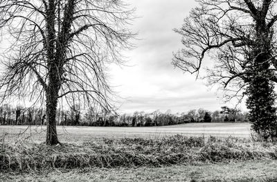 Bare trees on field against sky