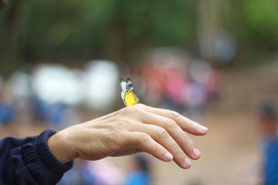 Cropped hand with butterfly