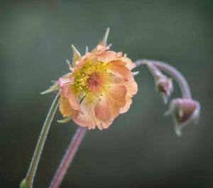 Close-up of flowers against blurred background