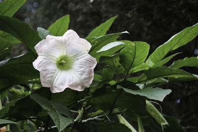 Close-up of white flowers blooming outdoors