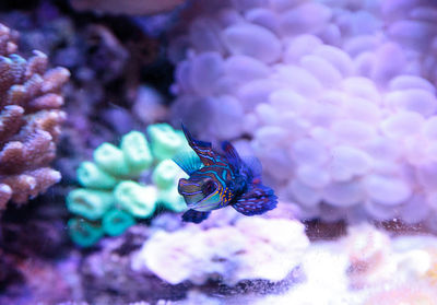 Close-up of mandarinfish swimming