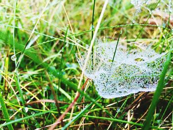 Close-up of leaf on grass