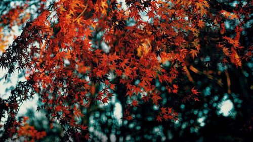 Low angle view of maple tree