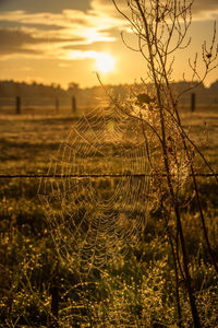 Close-up of spider web against sky during sunset