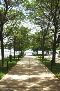 Trees in park