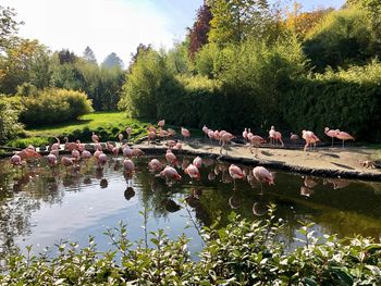 Flock of birds in a lake