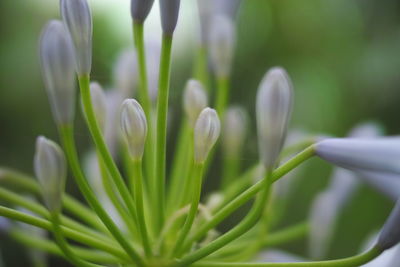 Close-up of white flowering plant