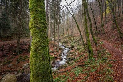 Scenic view of waterfall in forest