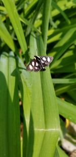 Close-up of butterfly on leaf