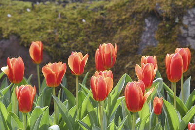 Close-up of tulips in field