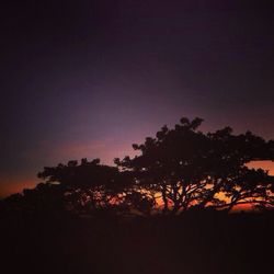 Silhouette of trees against sky at sunset