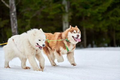 Running husky and samoyed dog on sled dog racing. winter dog sport sled team competition