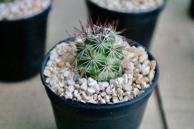 High angle view of succulent plant on table