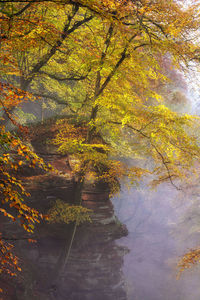 Trees growing in forest during autumn