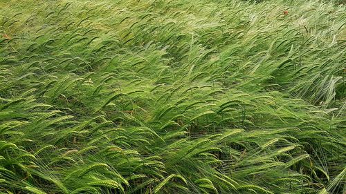 Full frame shot of bamboo on field