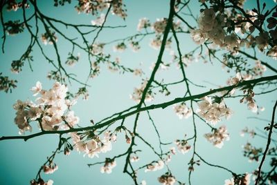 Low angle view of cherry blossoms