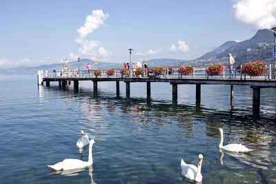 Swans on lake against sky