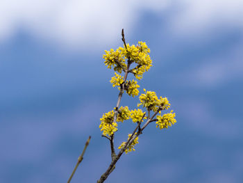 Close-up of insect on yellow flower against sky