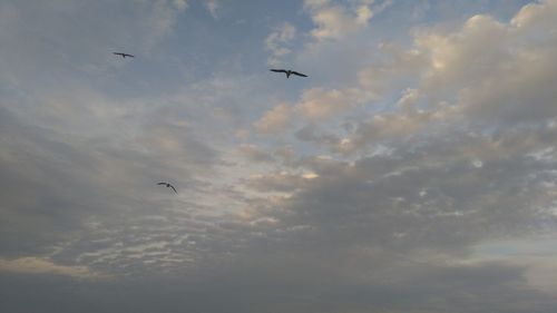 Low angle view of seagulls flying in sky