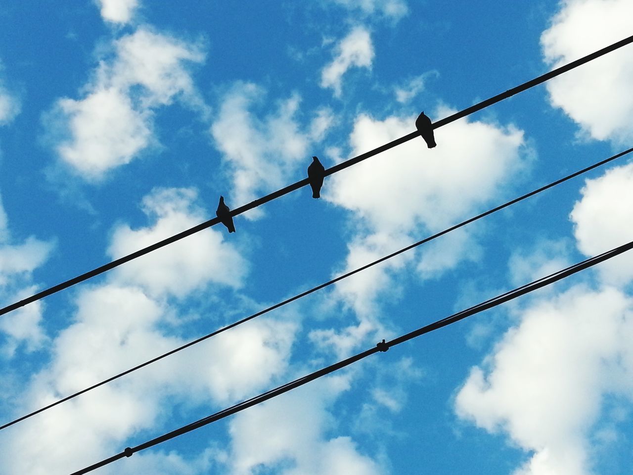 low angle view, sky, cable, connection, power line, bird, cloud - sky, cloud, electricity, cloudy, silhouette, power supply, perching, blue, animal themes, wire, pole, outdoors, electricity pylon