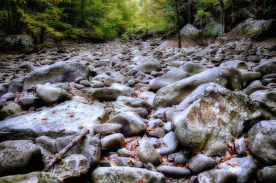 Rocks in forest