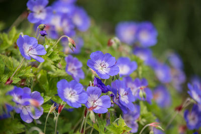 Close-up of purple flowers blooming outdoors