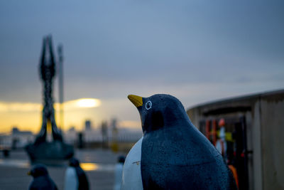 Close-up of seagull perching on wall