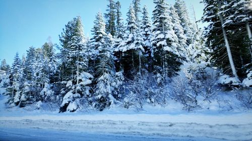 Snow covered field