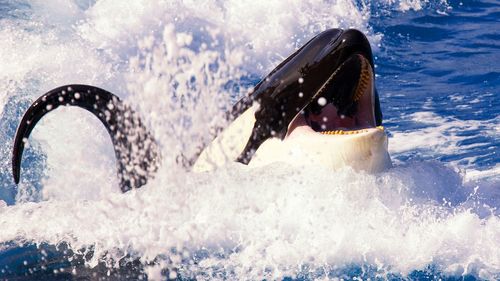 Water splashing by orca