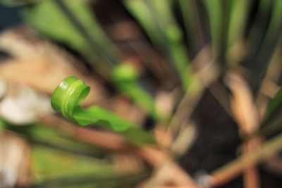 Close-up of plant growing on field