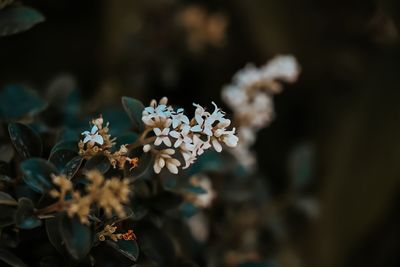 Close-up of white flowering plant