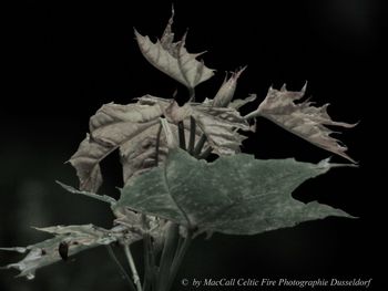 Close-up of wilted plant against black background