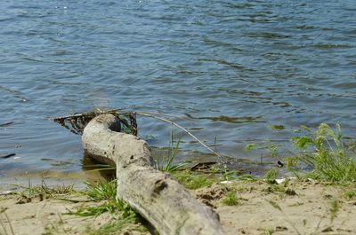 High angle view of bird on lakeshore